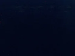 Covington Spinnaker Navy Fabric Online