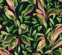 York TC2651 Black Tropical Love Birds Wallpaper Hot