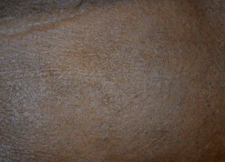 Culp Vagabond Elk Fabric> Solid, Texture & Faux